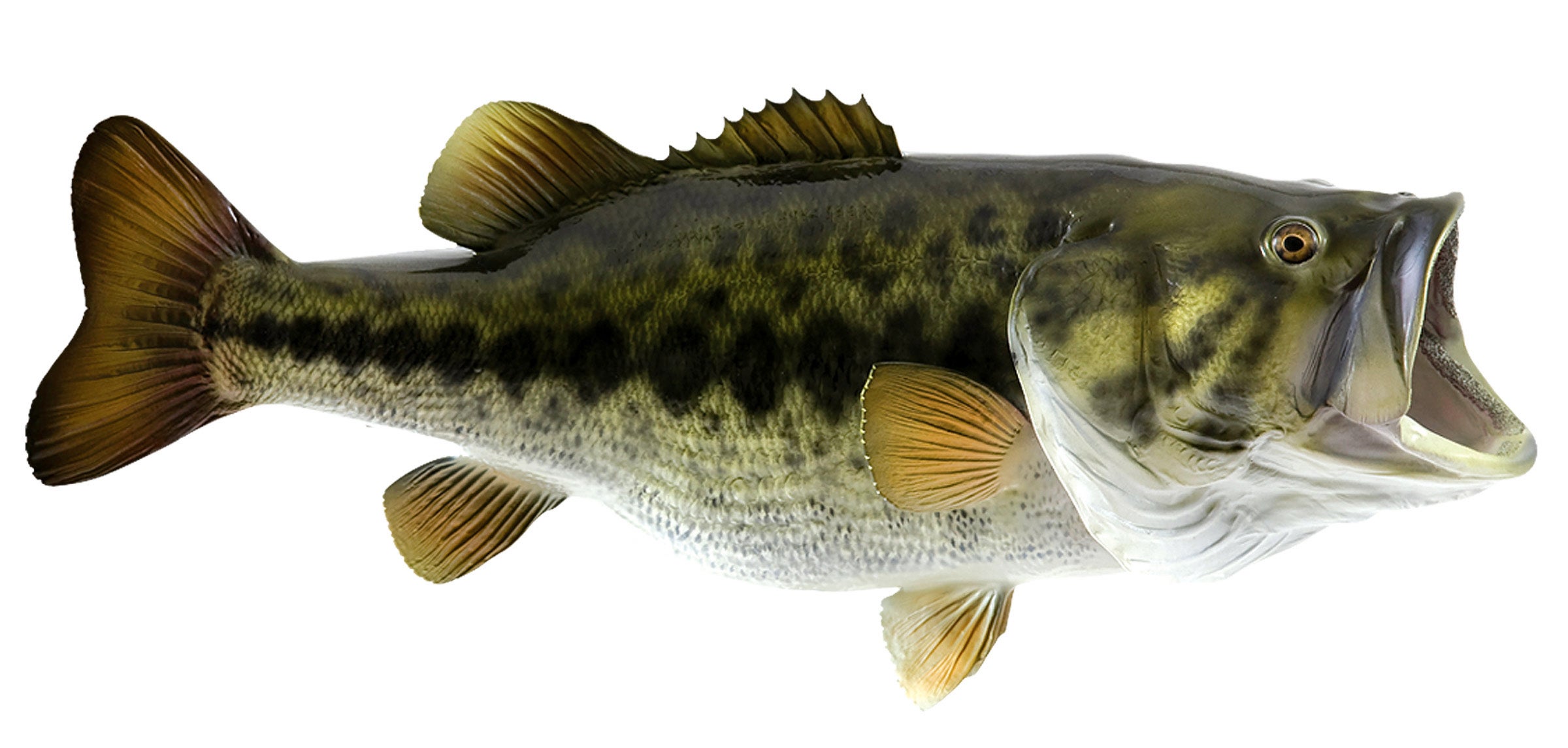 Рыба басс. Largemouth Bass рыба. Большеротый окунь басс. Большеротый окунь ареал. Окунь черный Большеротый.
