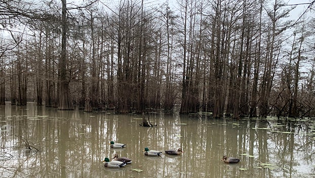 Mississippi’s duck, dove seasons will see changes – Mississippi's Best Community Newspaper